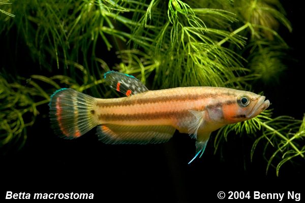 Betta macrostoma