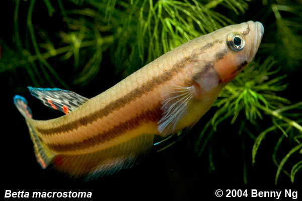 Betta macrostoma