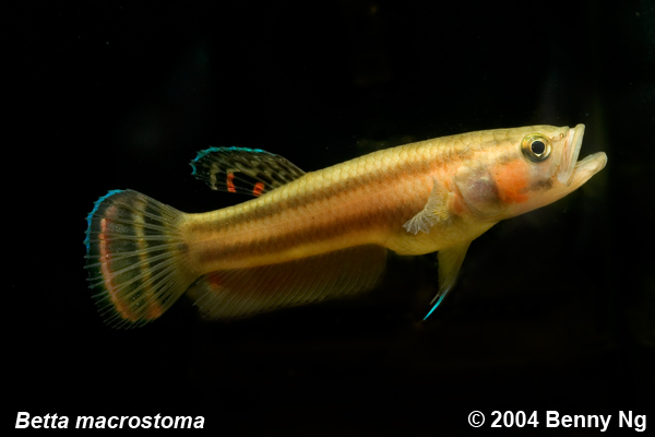 Betta macrostoma