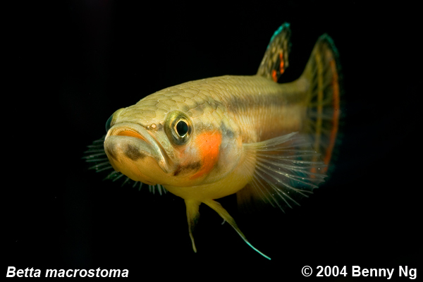 Betta macrostoma