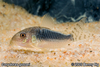 Corydoras gossei