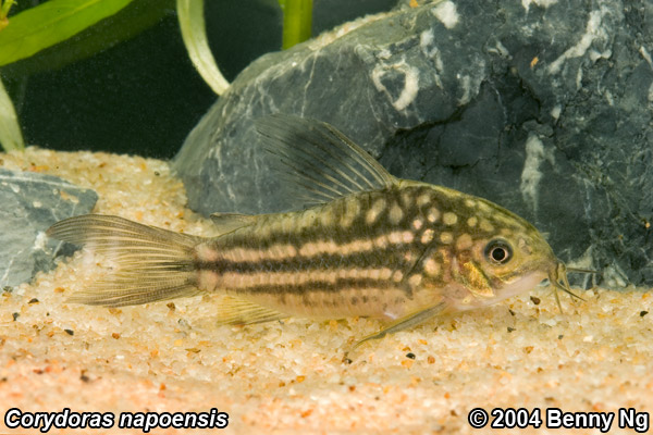 Corydoras napoensis