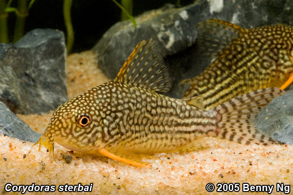 Corydoras sterbai