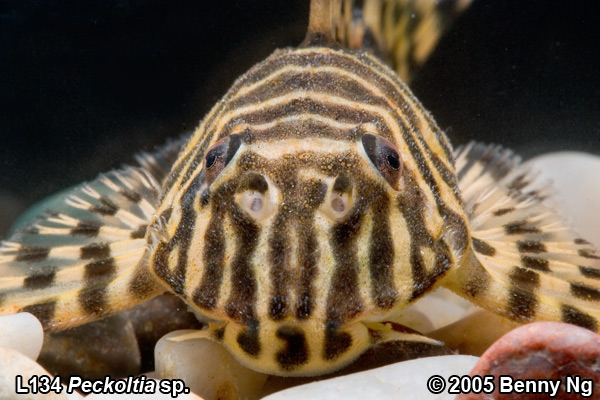 Peckoltia sp (L134)