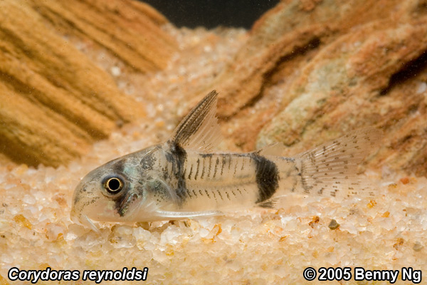 Corydoras reynoldsi