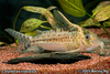 Corydoras robustus