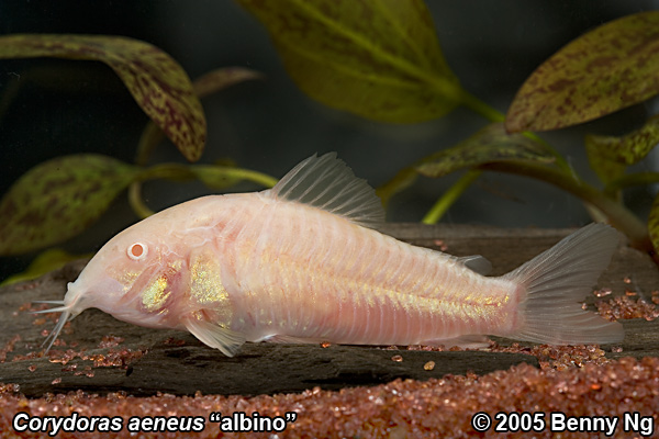 Corydoras aeneus "albino"