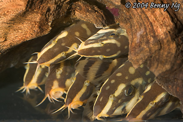 Loach