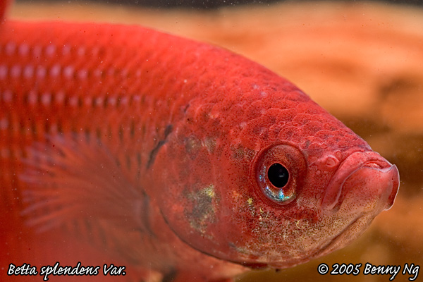 Betta splendens var.