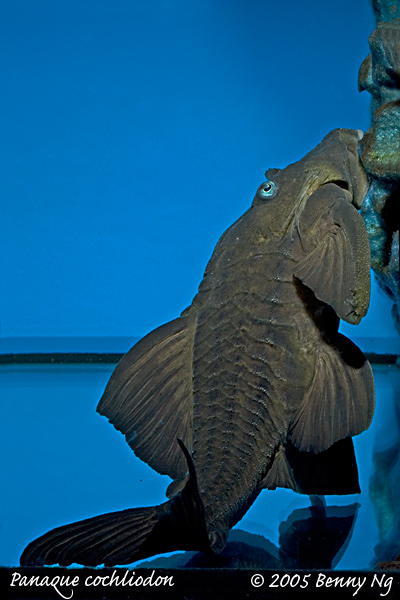 Panaque cochliodon