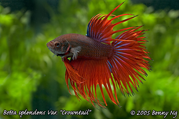 Betta splendens var.