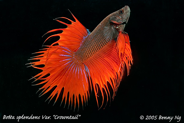 Betta splendens var.