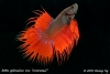 Betta splendens var.