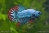 Betta imbellis var.