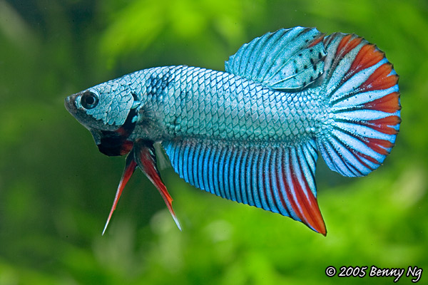 Betta imbellis var.