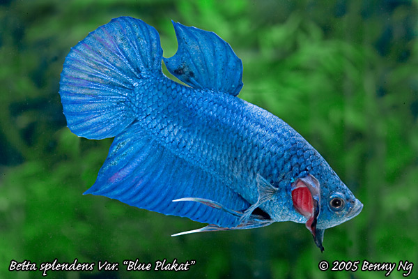 Betta splendens var.