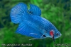 Betta splendens var.