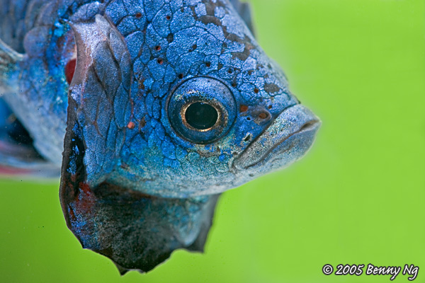 Betta splendens var.