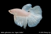 Betta splendens var.