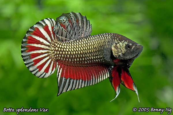 Betta splendens var.