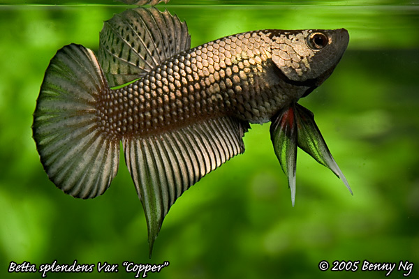 Betta splendens var.