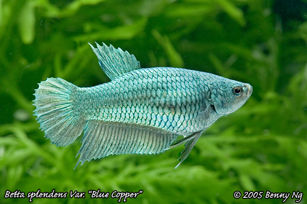 Betta splendens var.