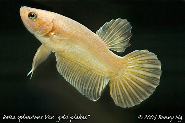 Betta splendens var.