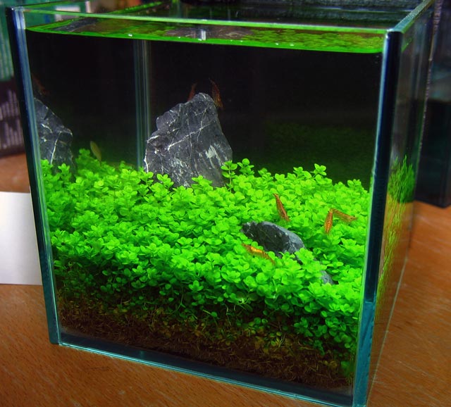 Nano tank