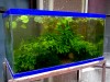 outdoor shrimp tank