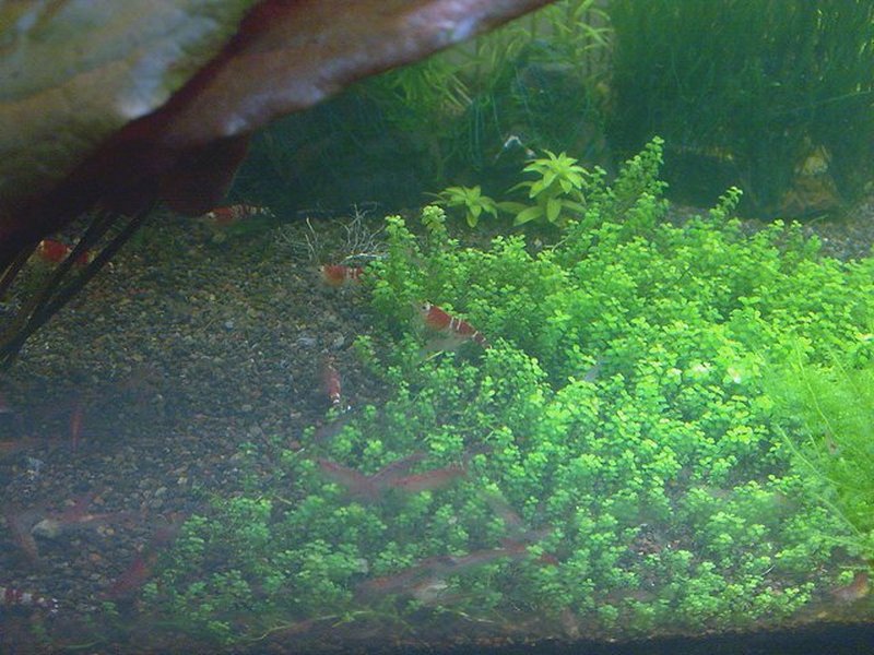 update of my shrimp tank