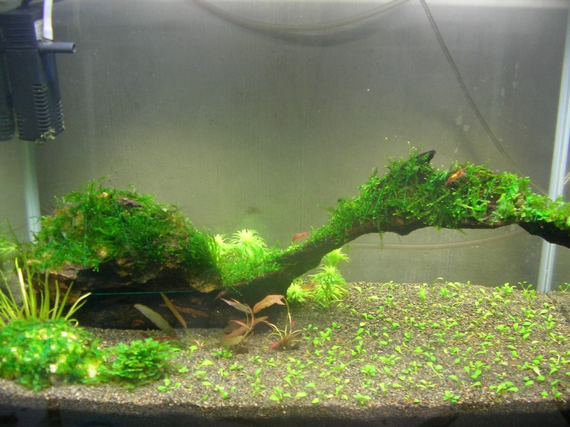 lowell's 1.5 ft planted tank