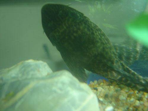 pleco