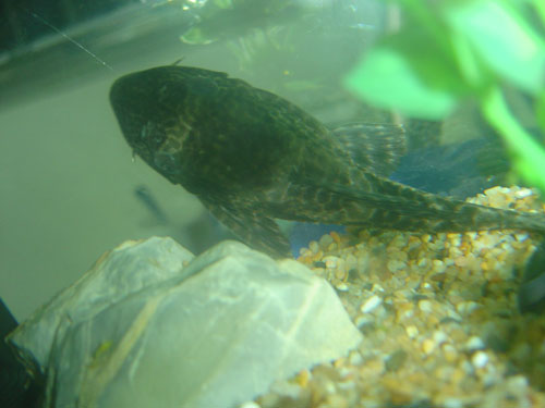 pleco