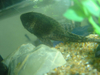 pleco