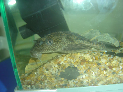 pleco