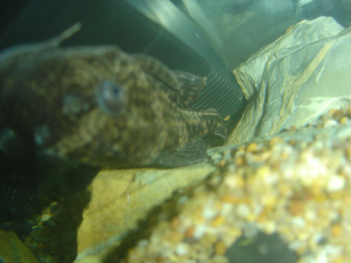 pleco