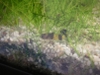 Bumble bee goby sideview