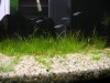 Hairgrass & E.Tenellus