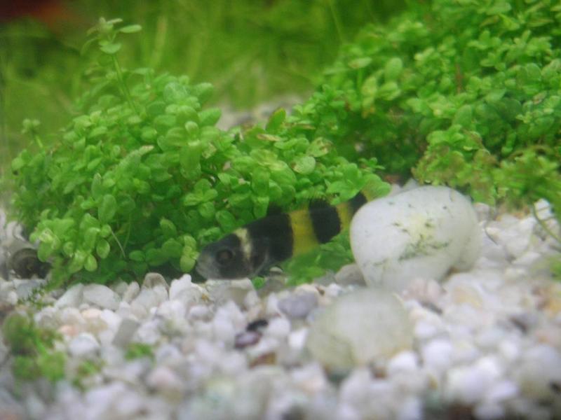 Bumble bee goby