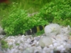 Bumble bee goby