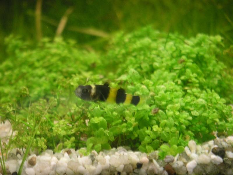 Bumble bee goby