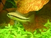 Apistogramma Trisfasciata