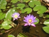 Lotus?