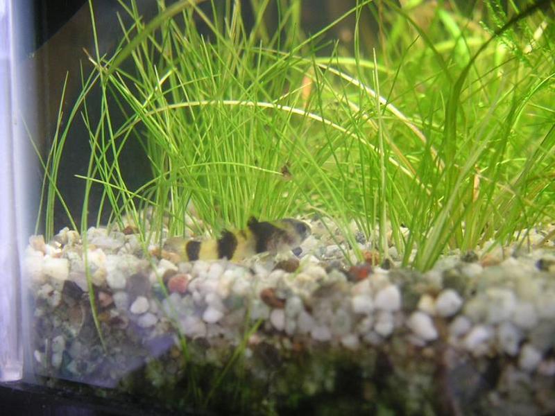 Bumble bee goby full side view