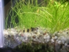 Bumble bee goby full side view