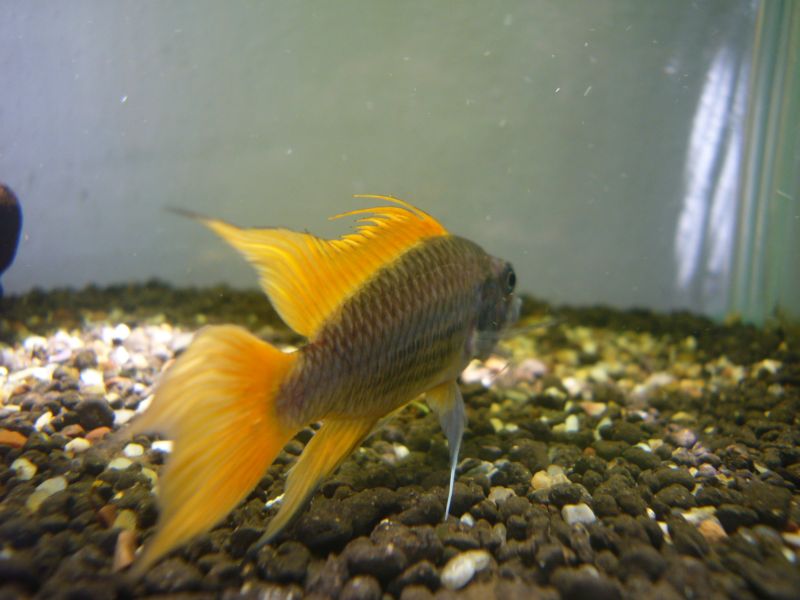 A.cacatuoides Orange Flash