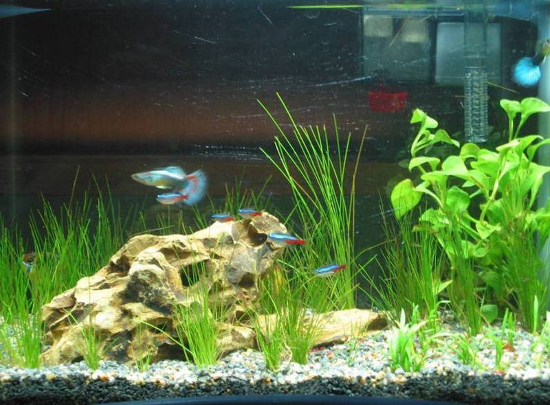 my first low tech 4.5gal tank