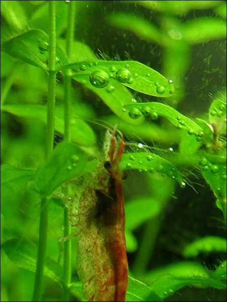 Cherry shrimp