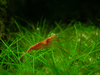 Cherry shrimp