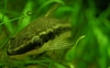 Otocinclus affinis